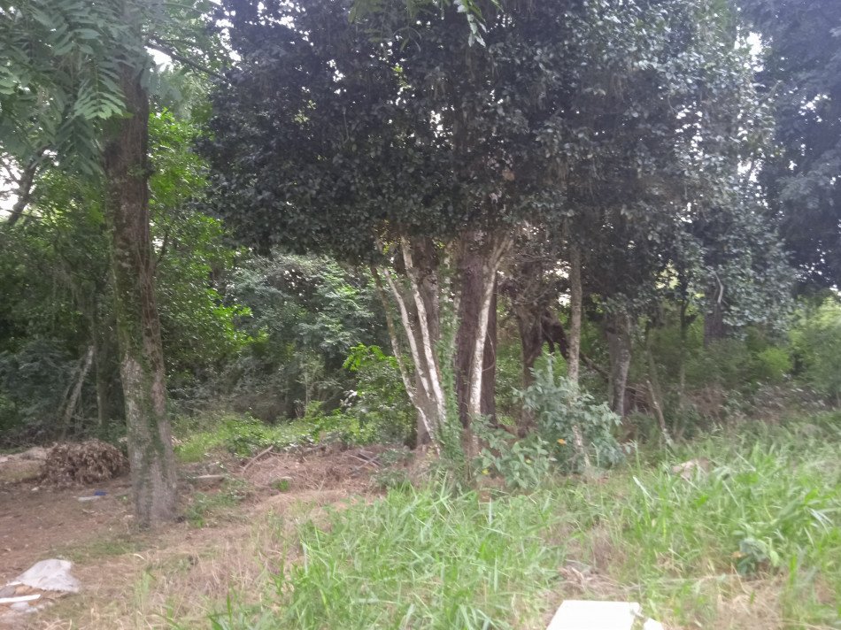 Terreno - Venda - Berto Cirio - Nova Santa Rita - RS
